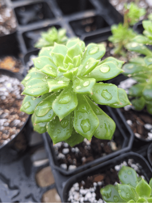 Sedeveria Letizia: A Zen Serenity Succulent (Sedeveria) for